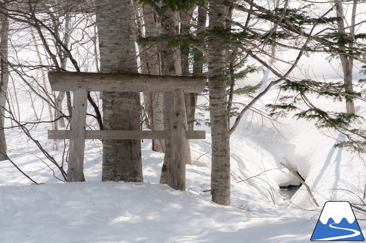 札幌国際スキー場｜さすが『KOKUSAI』！春シーズンも安泰の豊富な積雪で、まだまだ余裕で全面滑走可能です(^^)v